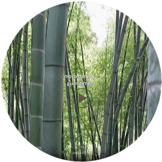 dichter-bambus-hain