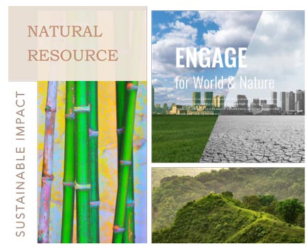 Nachhaltiger Moso Bambuswald